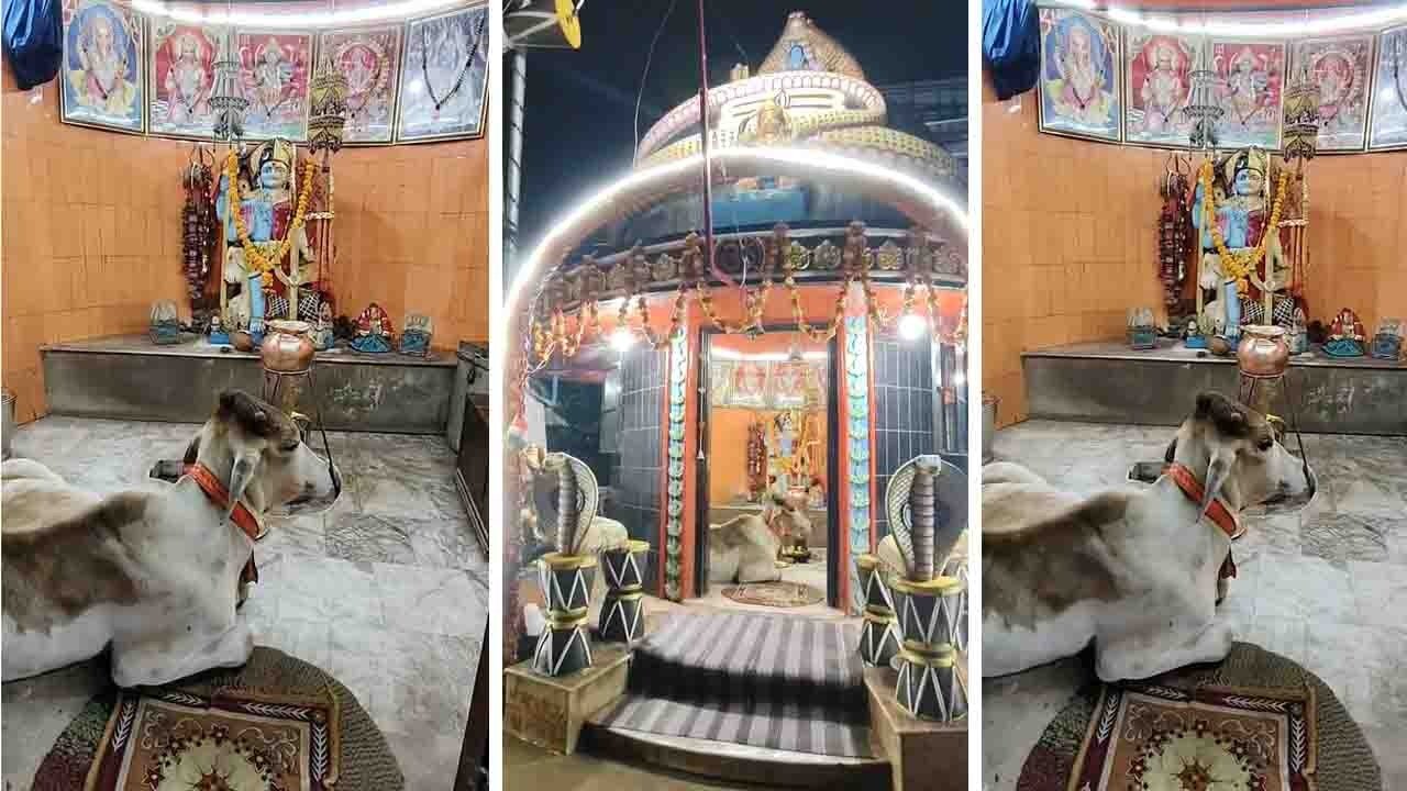 जब धमतरी के मंदिर में विराजे नंदी। सावन में भक्ति का दिखा अनूठा नजारा