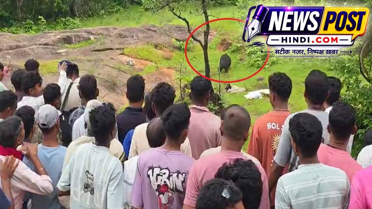 कांकेर में भाई बहन की जाने लेने वाली मादा भालू की भी मौत