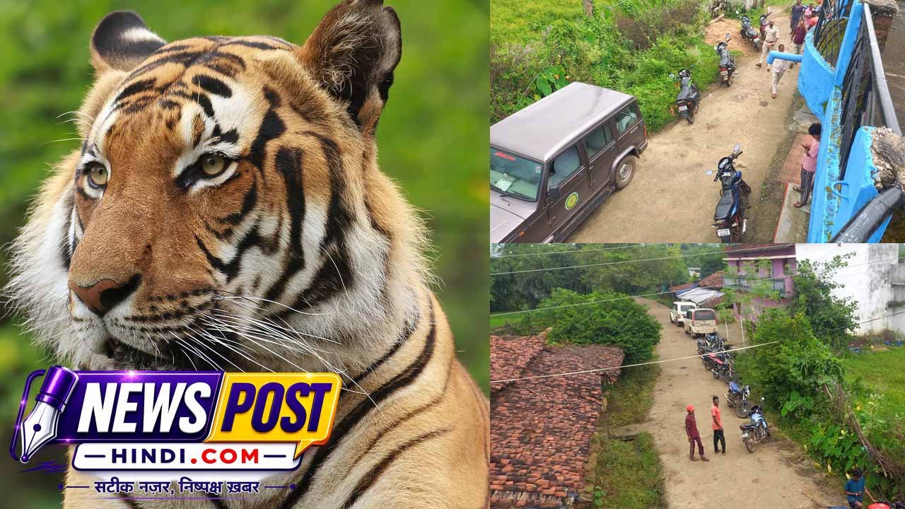 लोरमी में बाघ की दस्तक। एक युवक पर किया हमला।